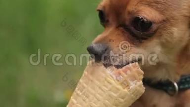 两只狗舔<strong>冰淇淋</strong>。 那些猎犬吃美味的奶油<strong>冰淇淋</strong>。 带有草莓味的<strong>冰淇淋</strong>甜筒有害